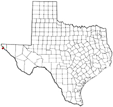 Tornillo Texas Apostille Document Services